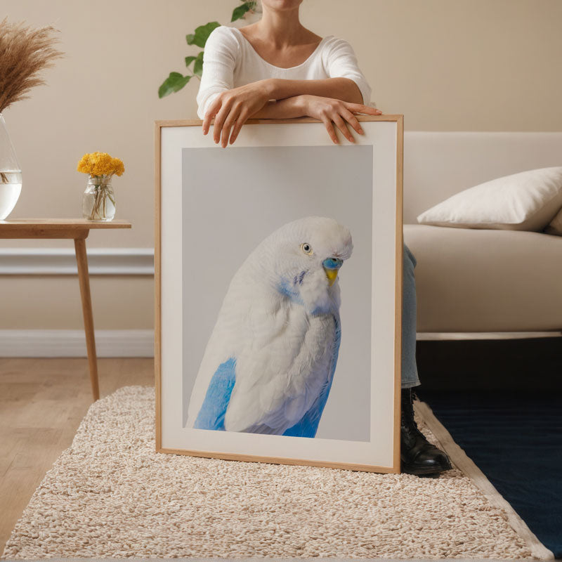 Australian Clearwings Budgerigar Art Print