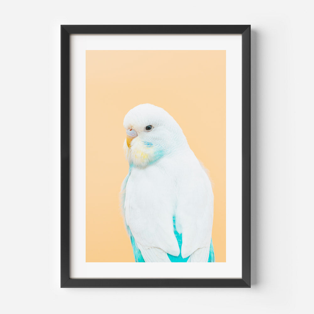 I Am Pretty Baby Budgie Art Print