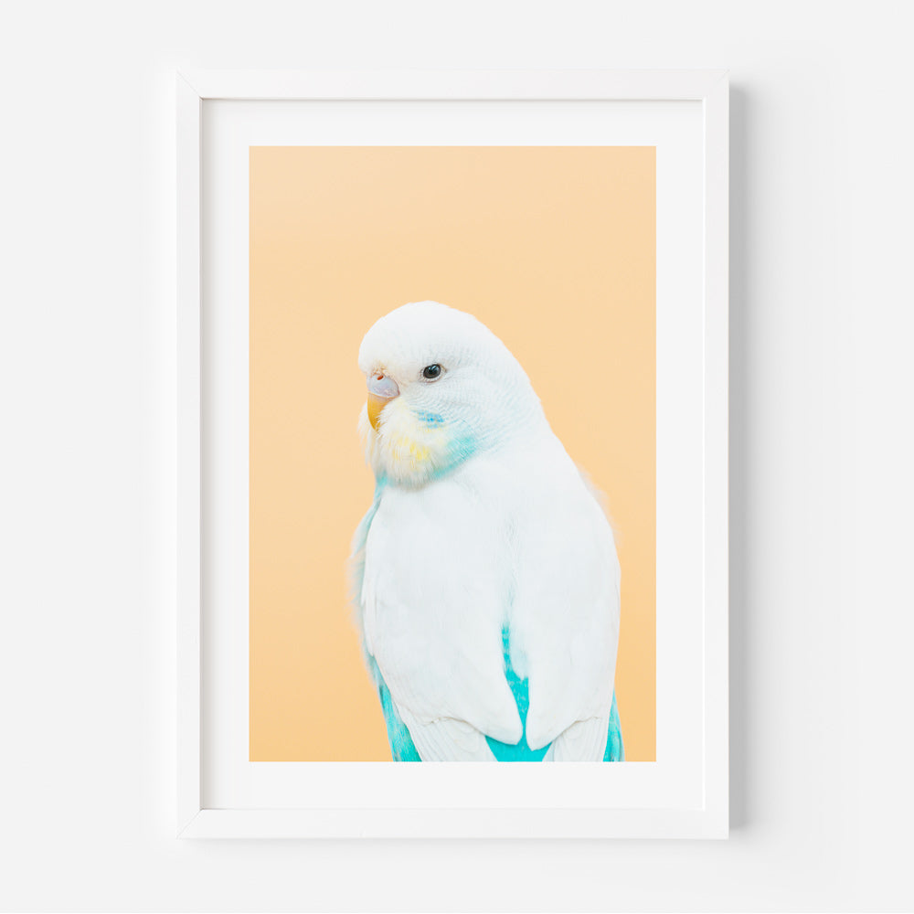 I Am Pretty Baby Budgie Art Print