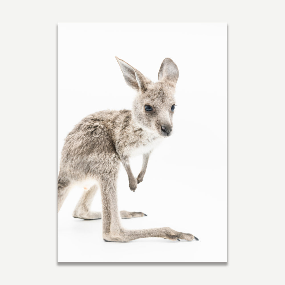 A fine art photograph of a young kangaroo