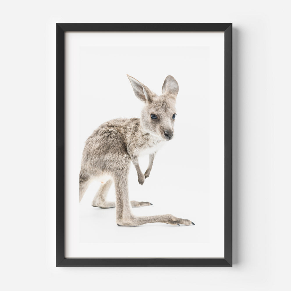 Baby Kangaroo Art Print