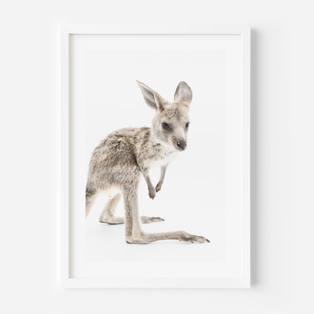 Baby Kangaroo Art Print