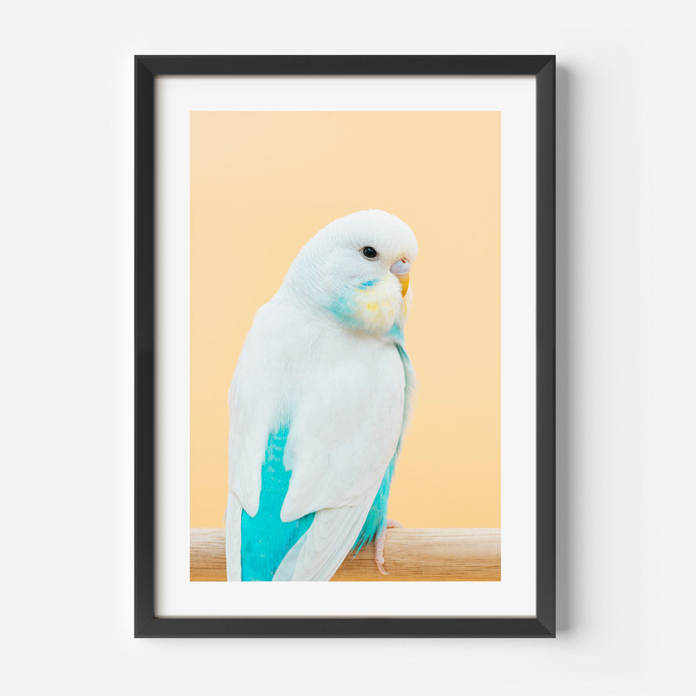 Baby Seafoam Budgie Art Print
