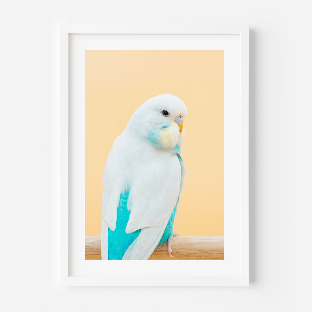 Baby Seafoam Budgie Art Print