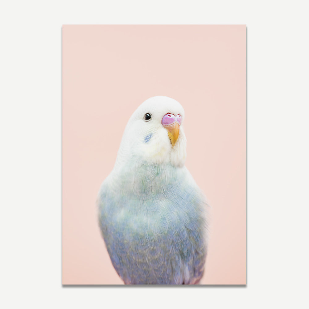A wall art featuring a close-up photograph of a white and blue bird, possibly a budgie, with a pink beak on a pink background.