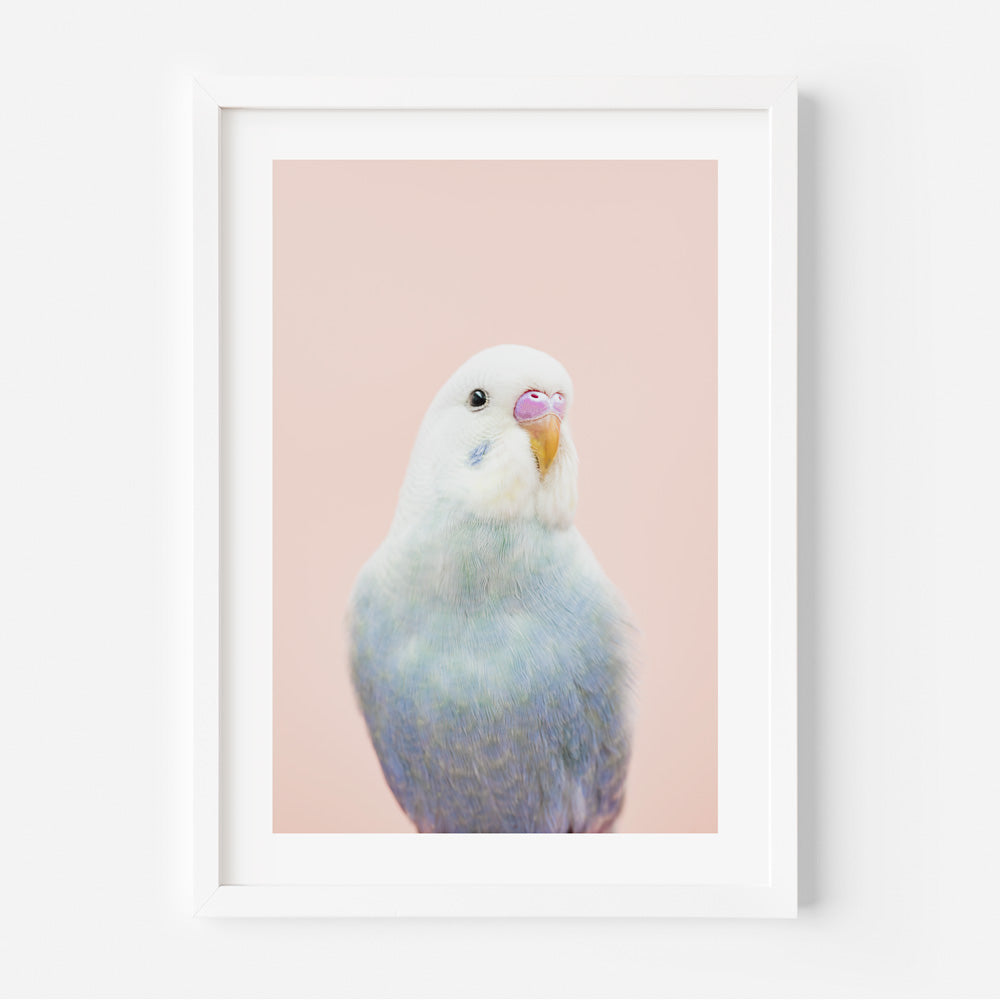 Look At Me Baby Budgie Art Print