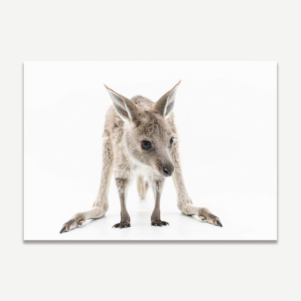 A photographic print of a baby kangaroo, titled 'Polly'.
