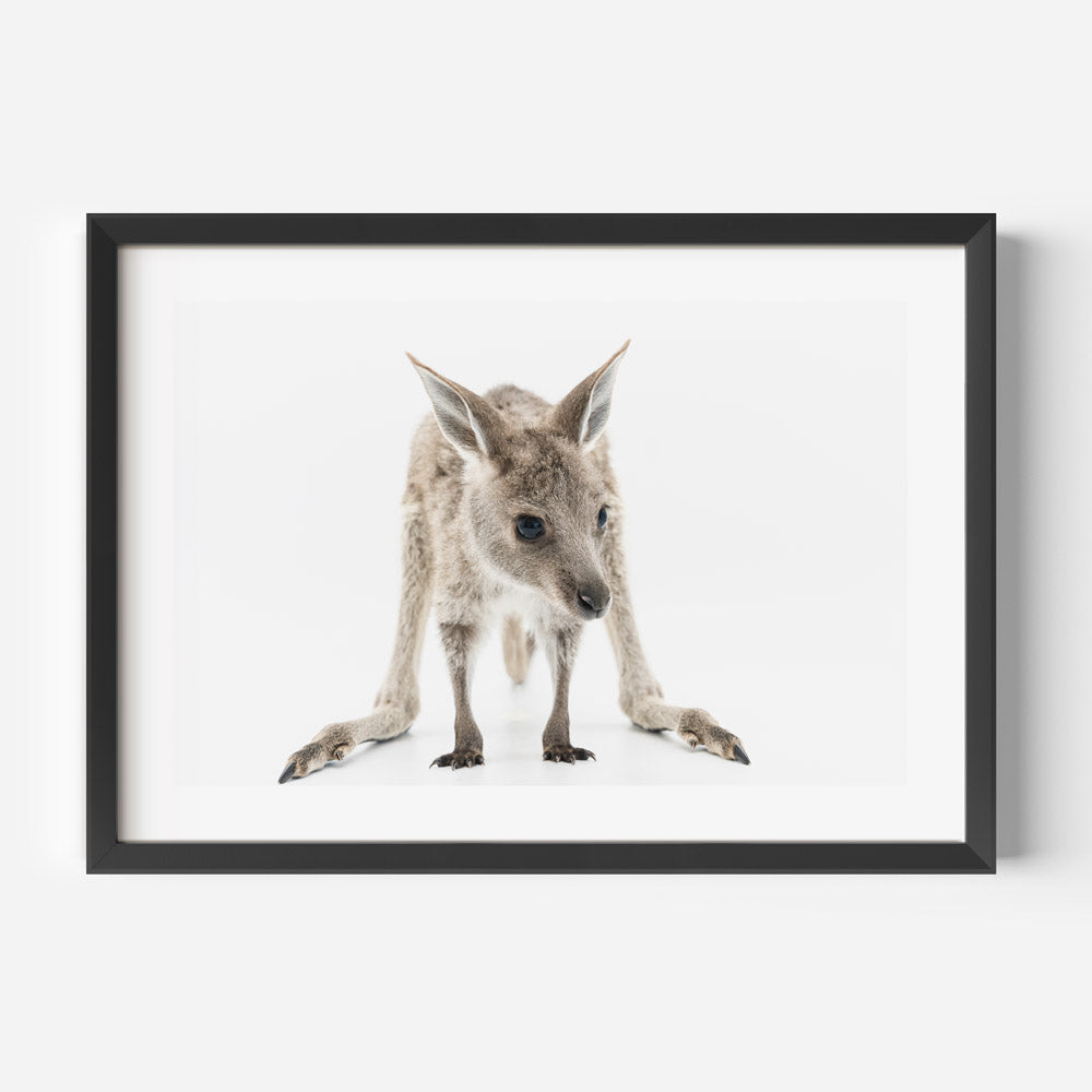 Polly Baby Kangaroo Art Print