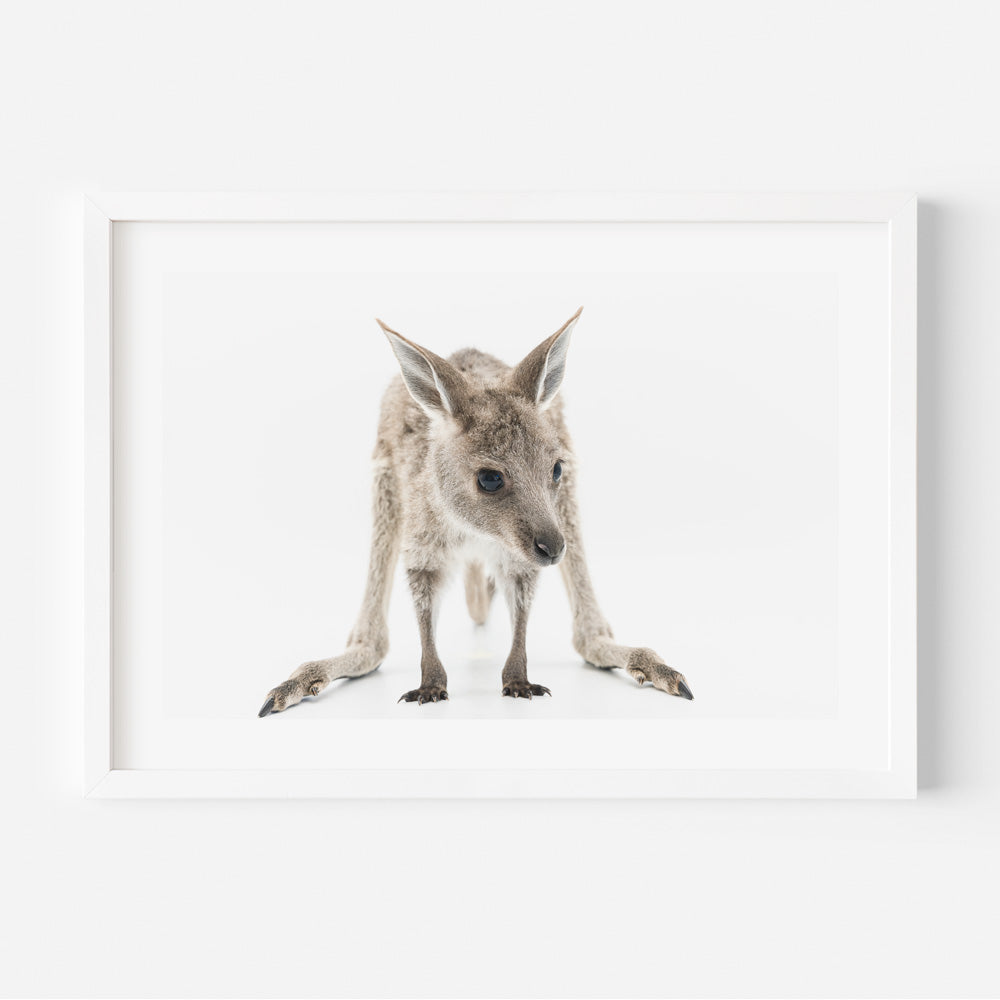 A framed photograph of a kangaroo baby or joey on a white background.