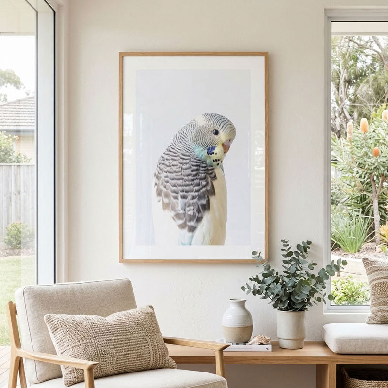 A framed vertical art print of a blue-tailed budgerigar cockatoo, displayed on a light beige wall in a modern living room setting with a wooden armchair, side table, and potted eucalyptus.