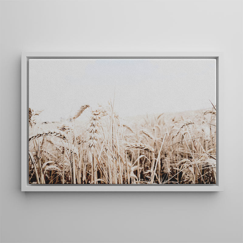 Framed photograph of a wheat field on a plain wall