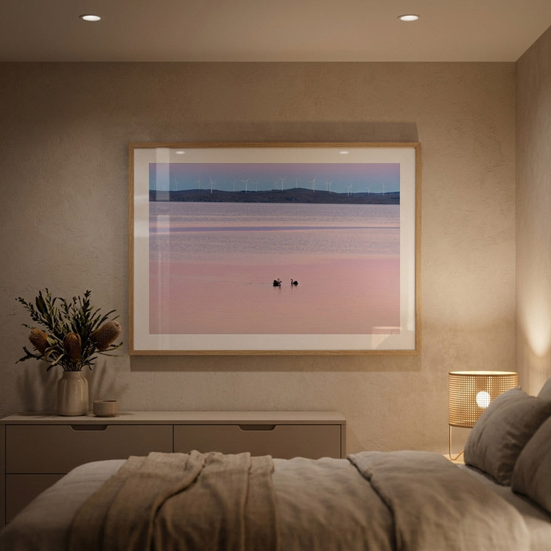 Black Swans of Lake George Art Print