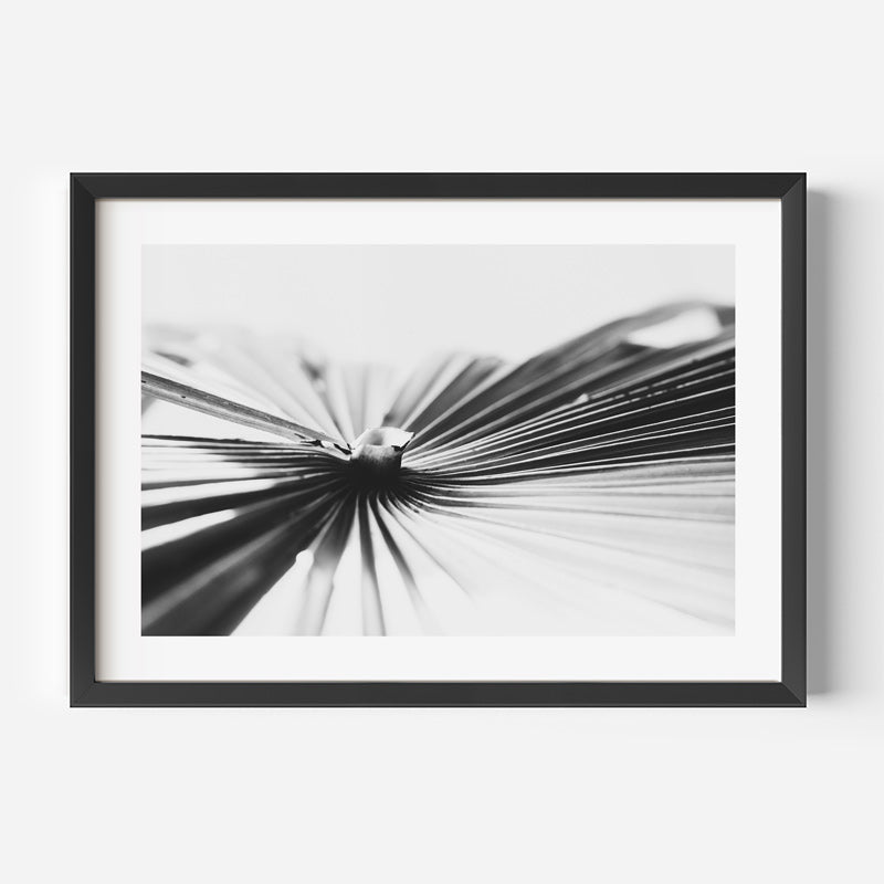 BW Fan Palm Art Print