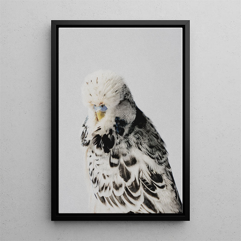 Budgerigar Canvas Art