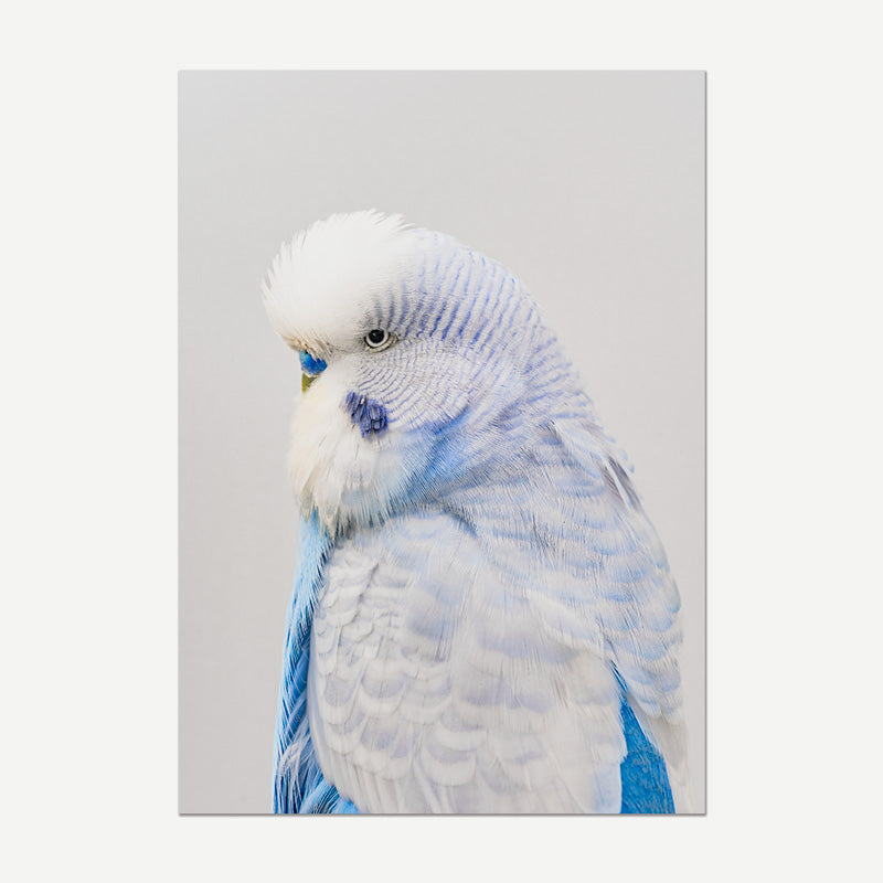 Blue and white parrot on a light gray background