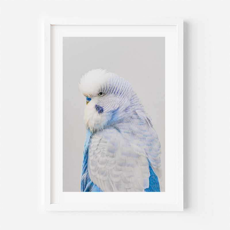 Framed artwork of a blue and white parrot on a light gray background