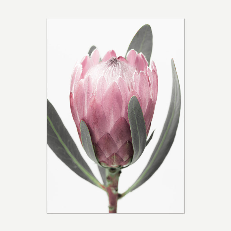 Close-up of a pink protea flower with green leaves on a white background