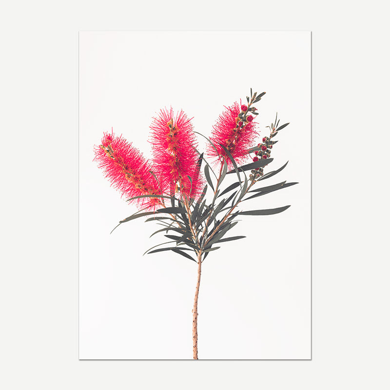 Bottle Brush Flowers Fine Art