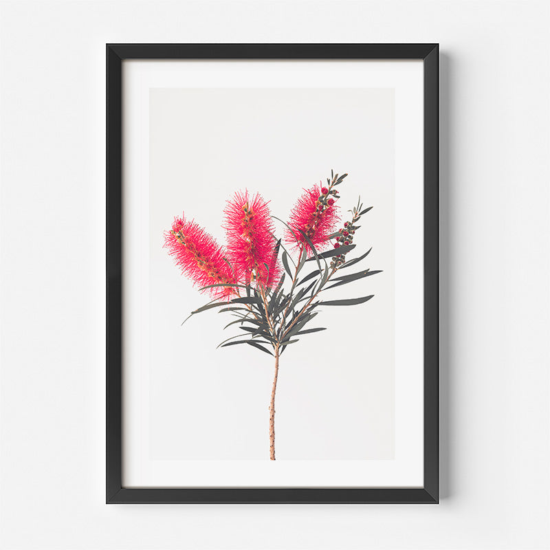 Set of 2 Botanical Art Prints - Solo Bottle Brush Flower and Bottle Brush Flowers
