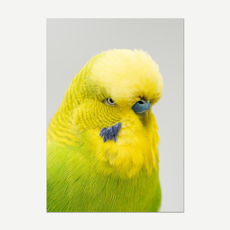 Yellow budgerigar with a blue beak on a grey background