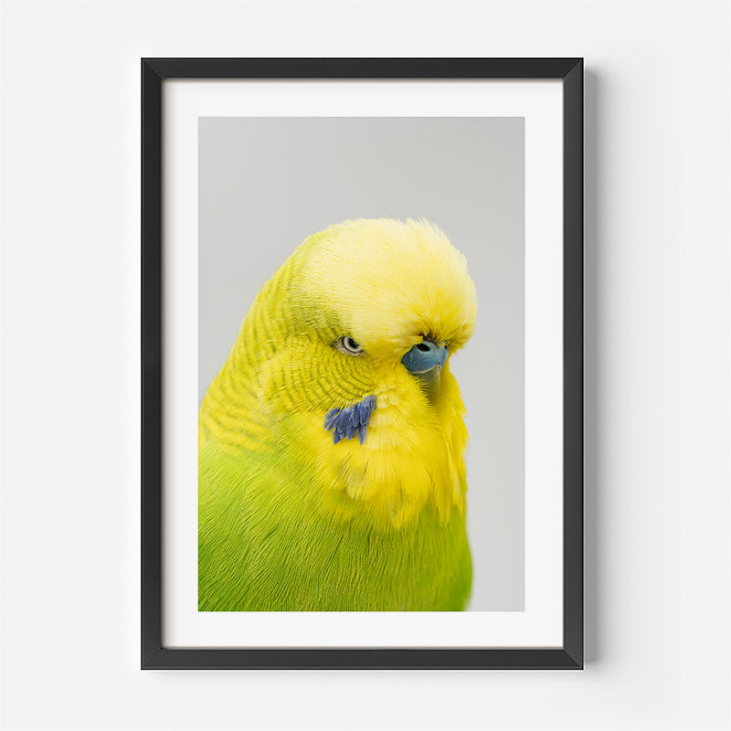 Framed photograph of a yellow parakeet on a light grey background