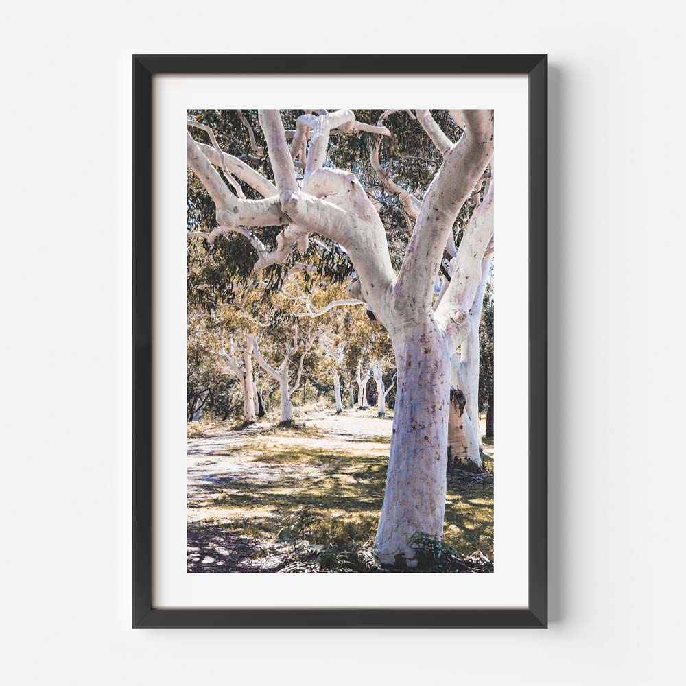 Callala Gums II Art Print