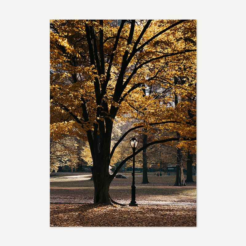 Wall art decor from OblongShop showcasing Central Park's big tree with yellow leaves in New York, ideal for home decor.