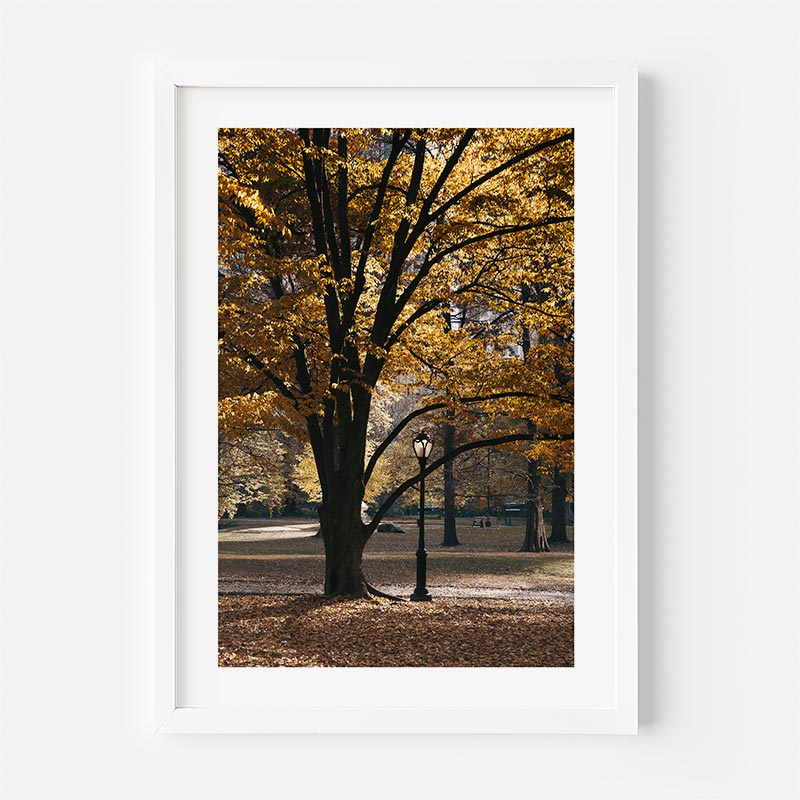 Wall art from OblongShop featuring a beautiful big tree with yellow leaves in Central Park, New York