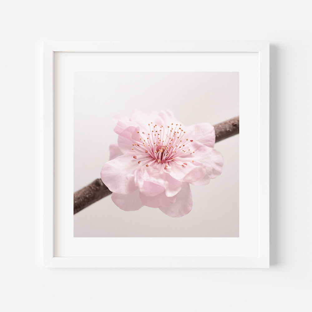 A framed photograph of a single pink cherry blossom flower on a light background.