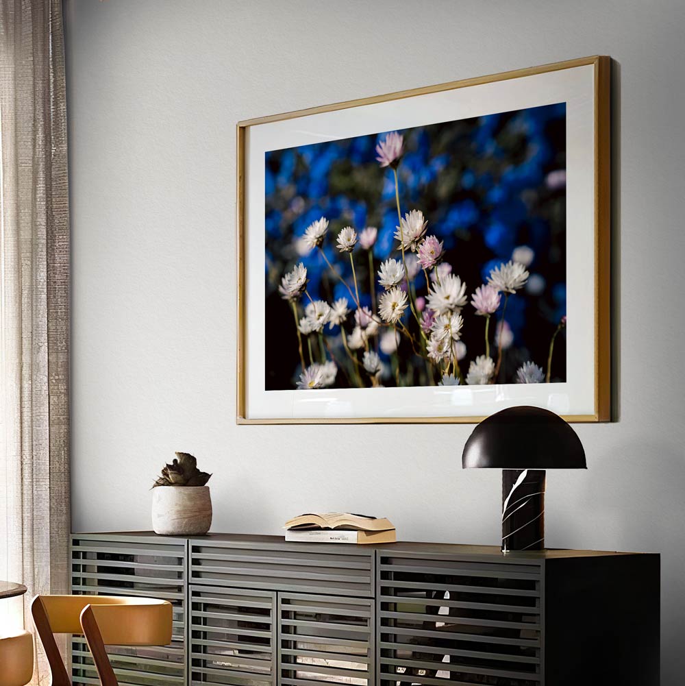 Daisy in Blooms Art Print