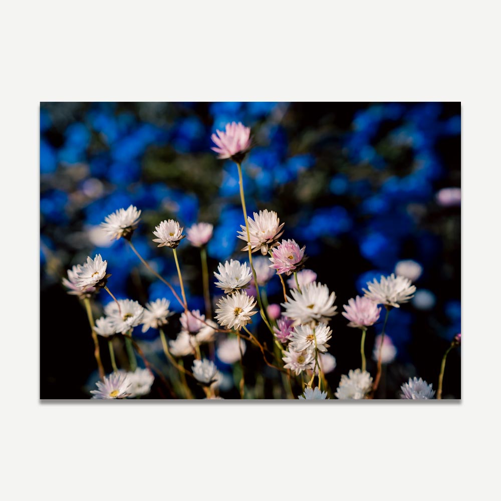 A photographic print of pink and white everlasting daisies with a blurred blue background.