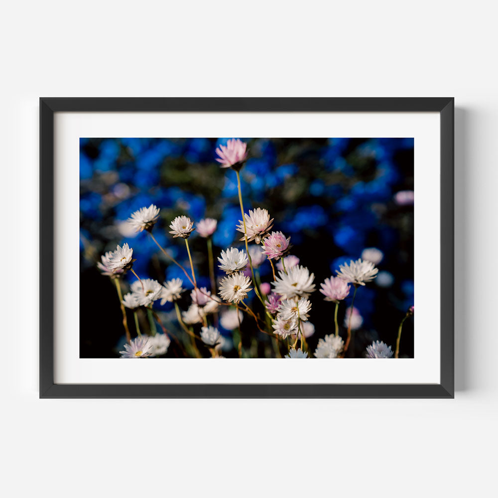Daisy in Blooms Art Print