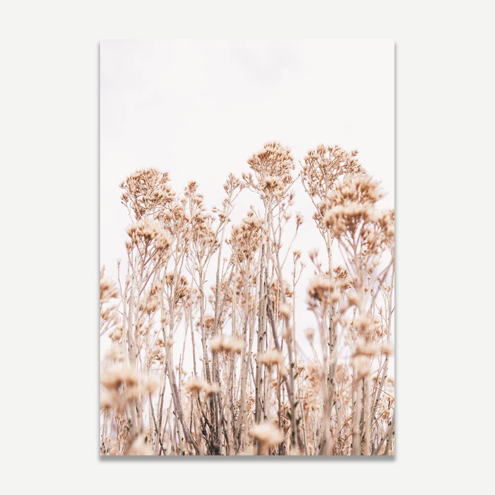 A photograph of a field of dry wild flowers with a predominantly beige and brown color palette.