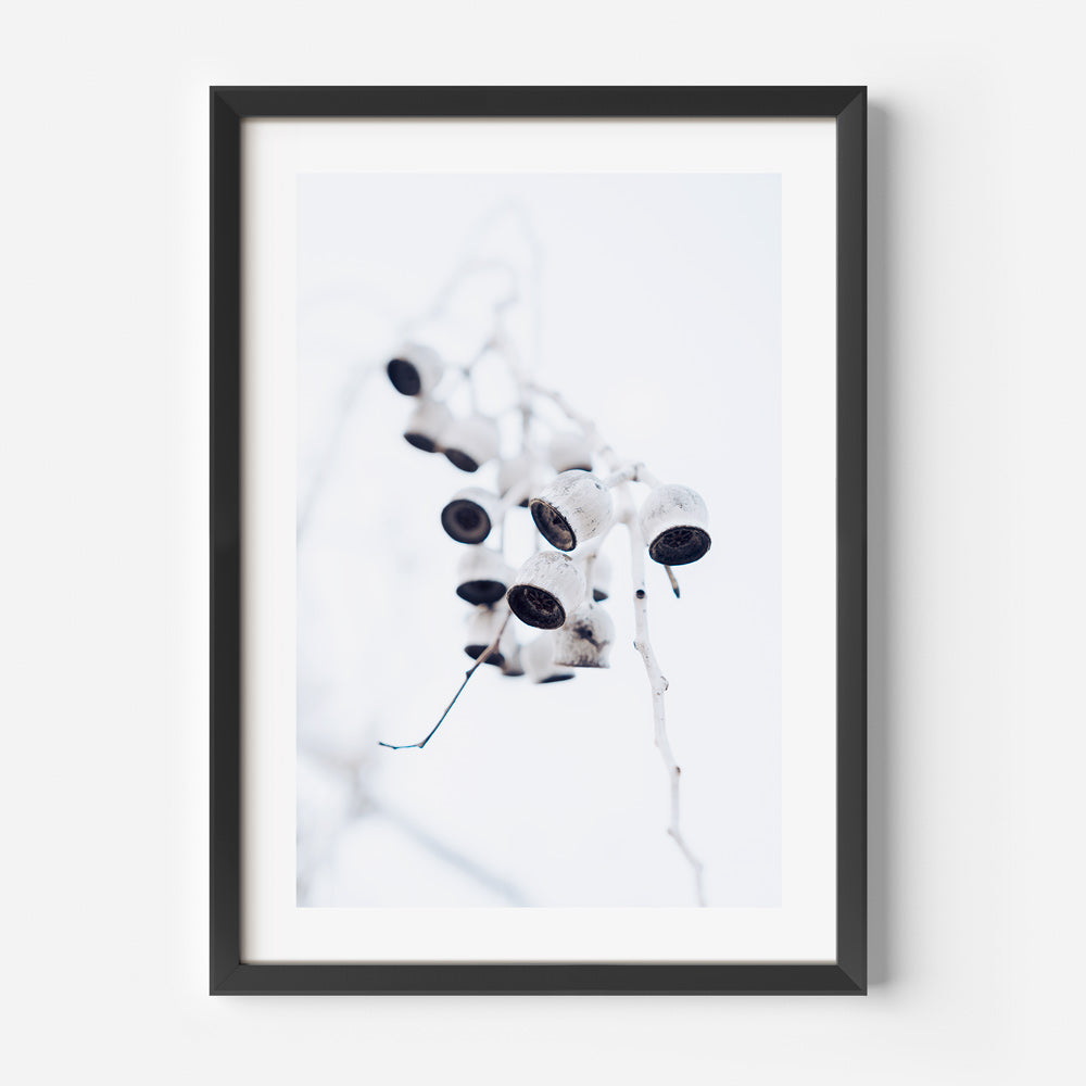 Eucalyptus Nuts II Art Print