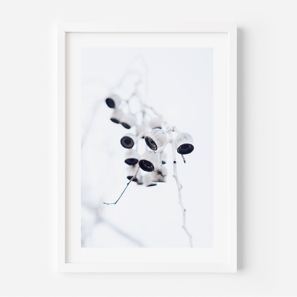 Eucalyptus Nuts II Art Print