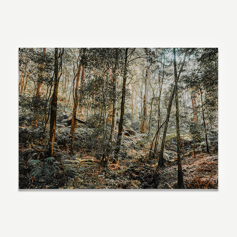 Forest scene with tall trees and dappled light on a white background