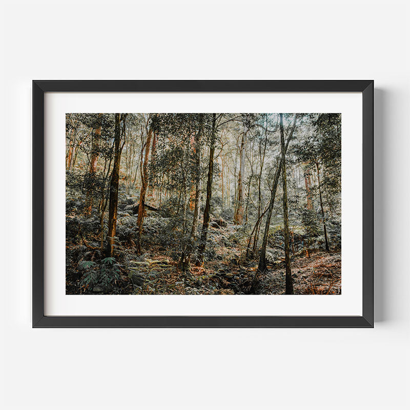 Framed photograph of a forest scene with trees and underbrush.
