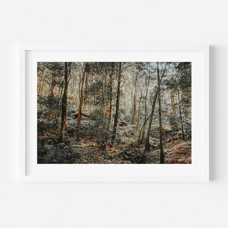 Framed photograph of a forest scene with trees and underbrush.
