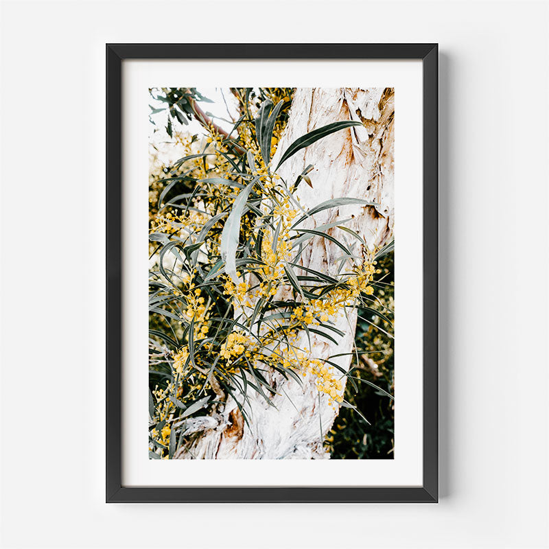 A framed botanical art print featuring yellow flowers and green leaves against a textured white bark background, presented in a black frame with a white mat on a light gray wall.