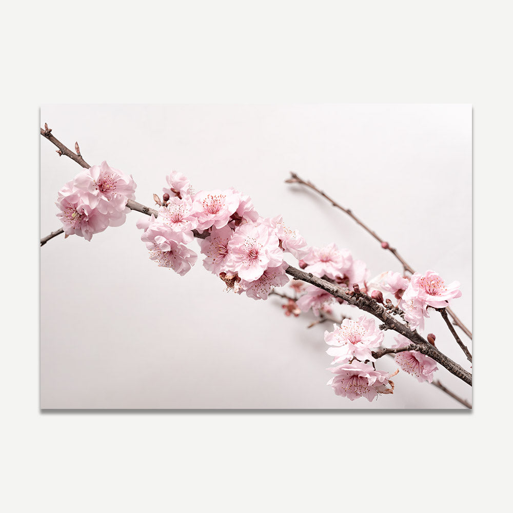A photograph of pink cherry blossoms against a light background.