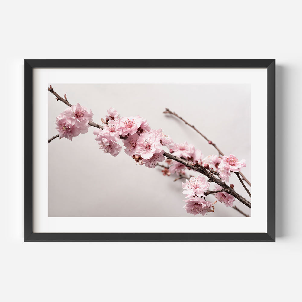 Cherry Blossoms L Art Print