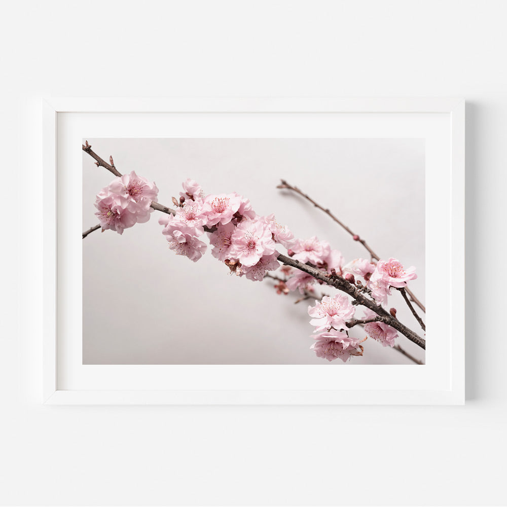 A framed photograph of pink cherry blossoms against a white background.