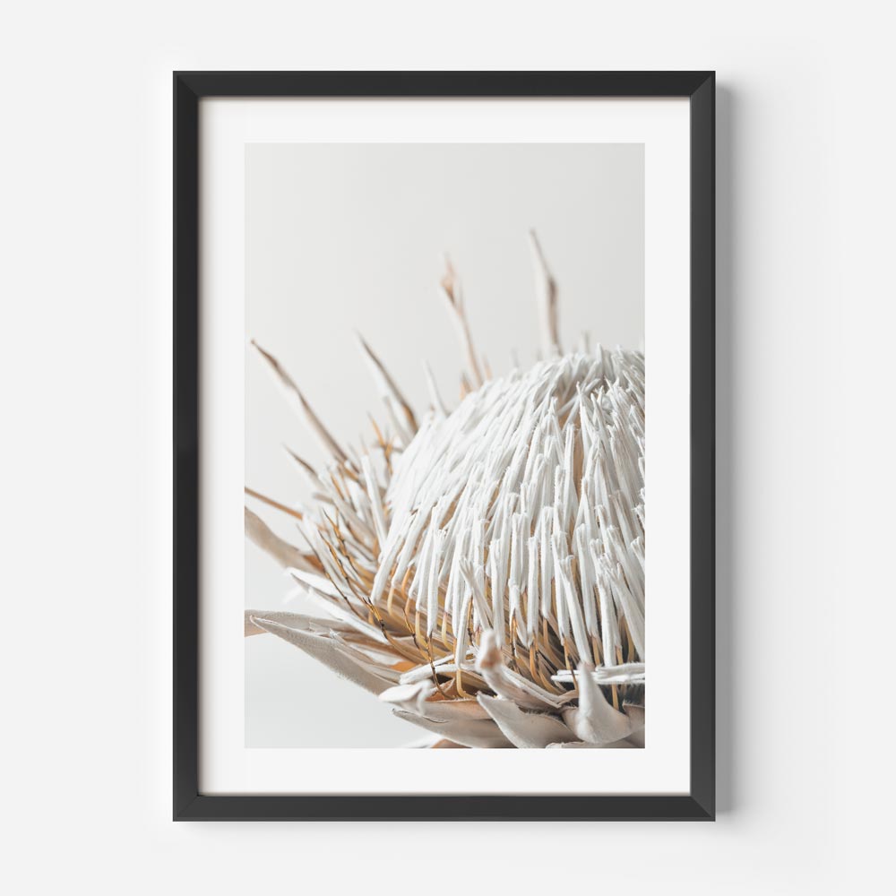 Dry Protea III Art Print
