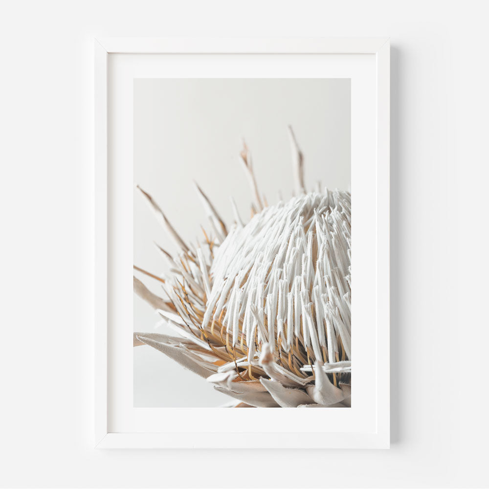 A framed photograph of a king protea flower with a neutral color palette.