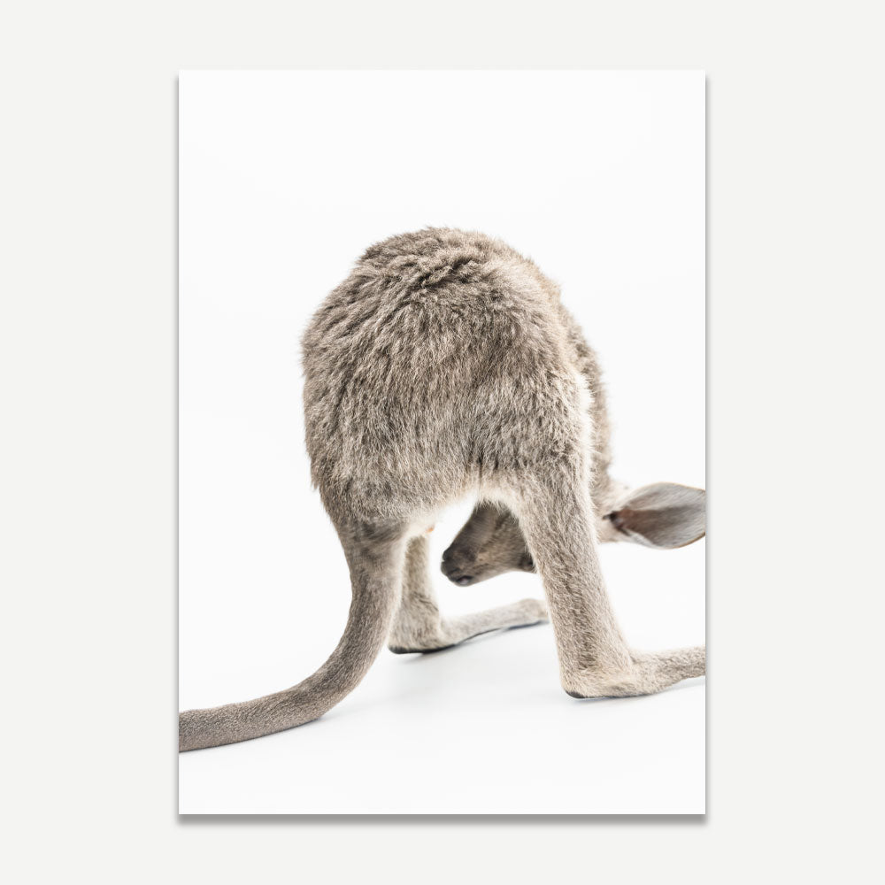 A black and white photo of a kangaroo joey from the back, showing its fur and tail, with a neutral white background.