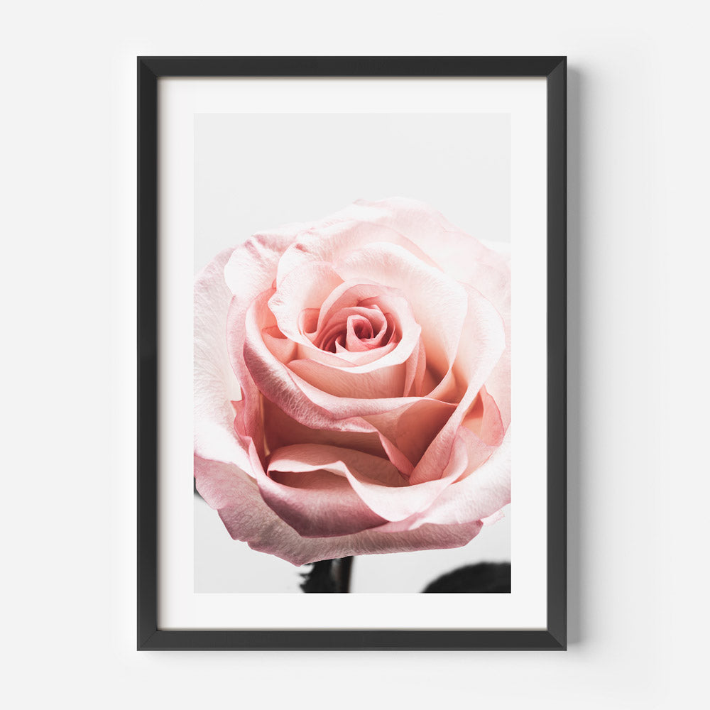 Pink Rose in Bloom Art Print