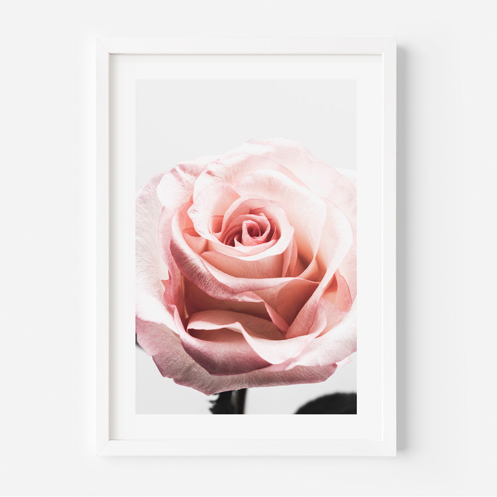 A framed photo art of a close-up pink rose.