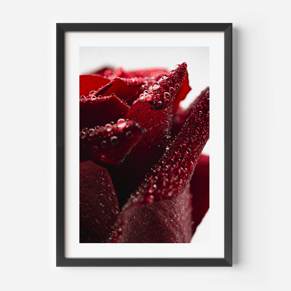 Red Rose II Art Print
