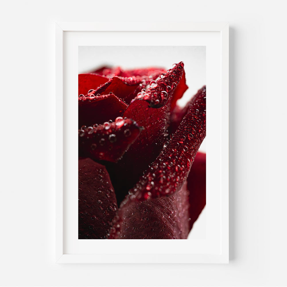 Red Rose II Art Print