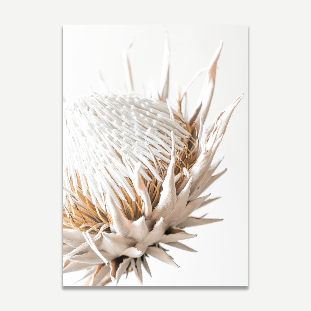 A photographic print of a protea flower with a neutral color palette.